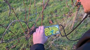The future of viticulture: how AI is revolutionising pruning