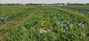 NaLamKI: Digitale Plattform für die Landwirtschaft der Zukunft